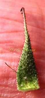  Sepal